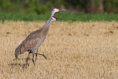 sandhill crane 285