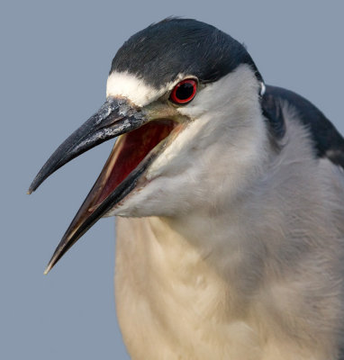 black-crowned night heron 233