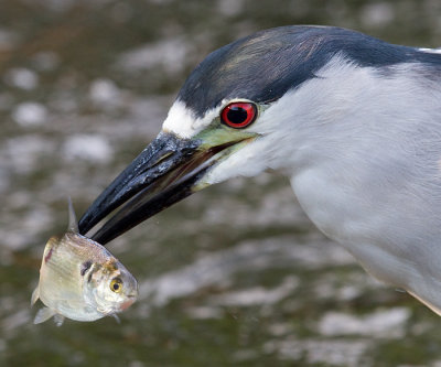 black-crowned night heron 235