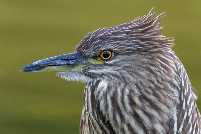 juvenile black-crowned night heron 400