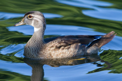 wood duck 45