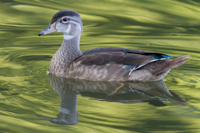 wood duck 48