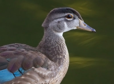 wood duck 50