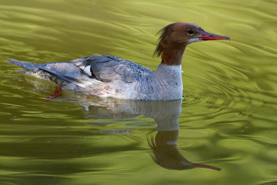 common merganser 3