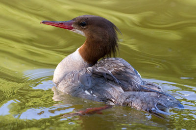 common merganser 6