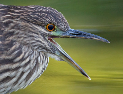 juvenile black-crowned night heron 404