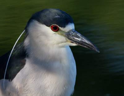 black-crowned night heron 242