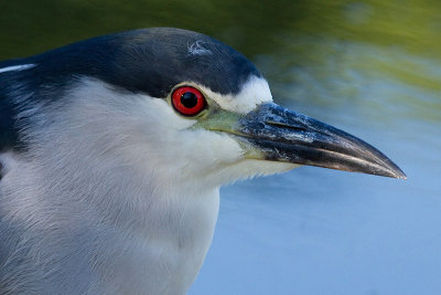 black-crowned night heron 244