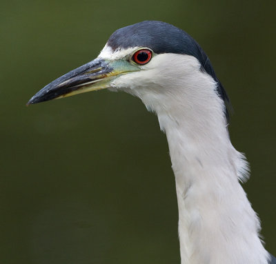 black-crowned night heron 245