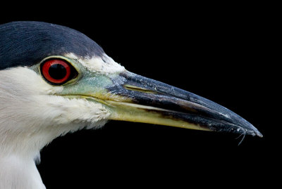 black-crowned night heron 246