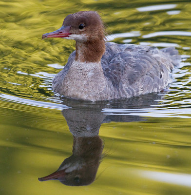 common merganser 9