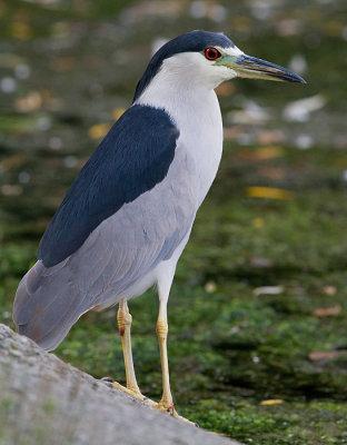 black-crowned night heron 248