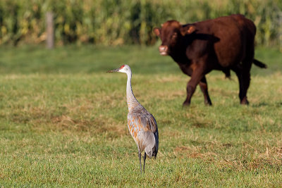 sandhill crane 325