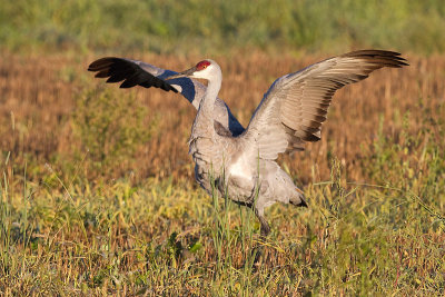 sandhill crane 238