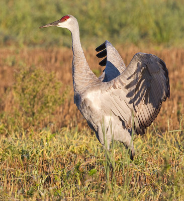 sandhill crane 240