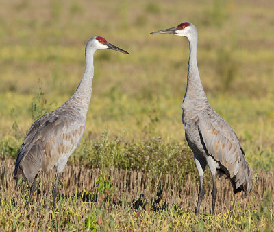 sandhill crane 244