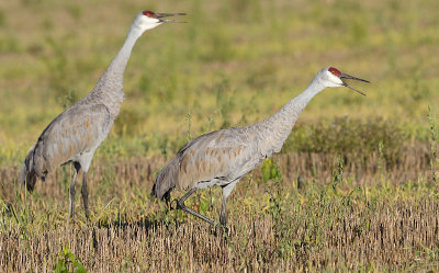 sandhill crane 245