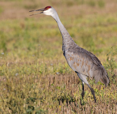 sandhill crane 246