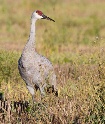 sandhill crane 247