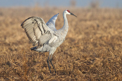 sandhill crane 252