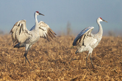 sandhill crane 253