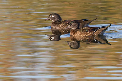 wood duck 45