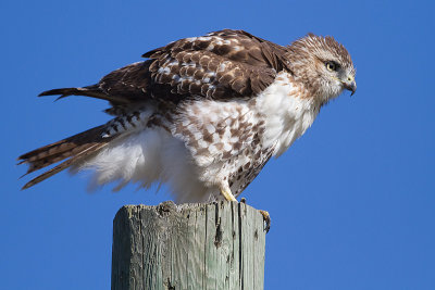 red-tailed hawk 344