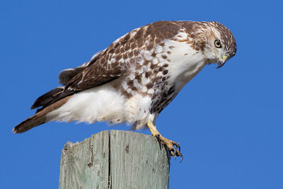 red-tailed hawk 345
