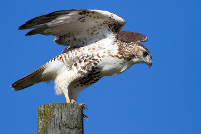 red-tailed hawk 347