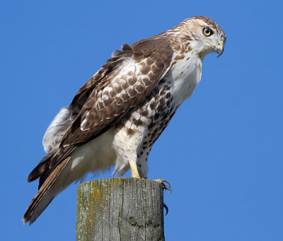 red-tailed hawk 348
