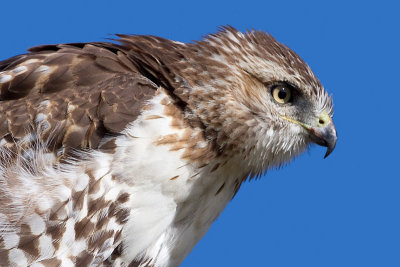 red-tailed hawk 351