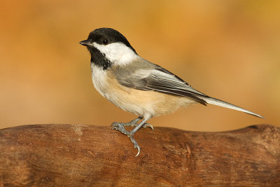 chickadee 558