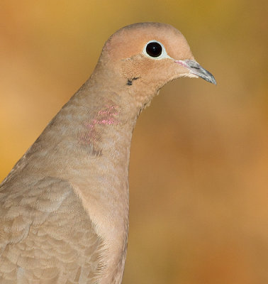 mourning dove 67