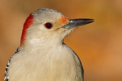red-bellied woodpecker 265