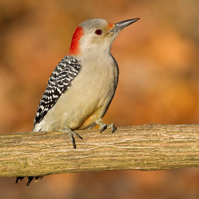 red-bellied woodpecker 266
