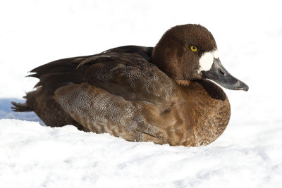 scaup 57