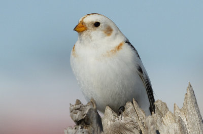 snow bunting 50