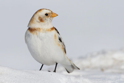 snow bunting 52