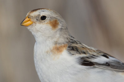 snow bunting 53