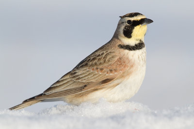 horned lark 78