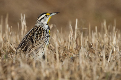 Eastern Meadowlark