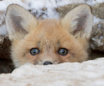 fox cub 102