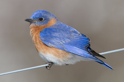 bluebird 102