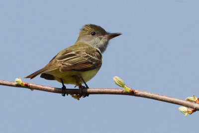 great crested flycatcher 2