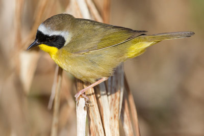 common yellowthroat 19