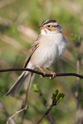 clay coloured sparrow 12