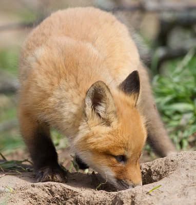 fox cub 108