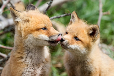 fox cub 109