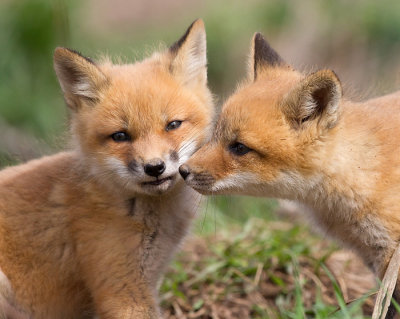 fox cub 110