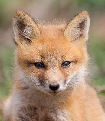 fox cub 111